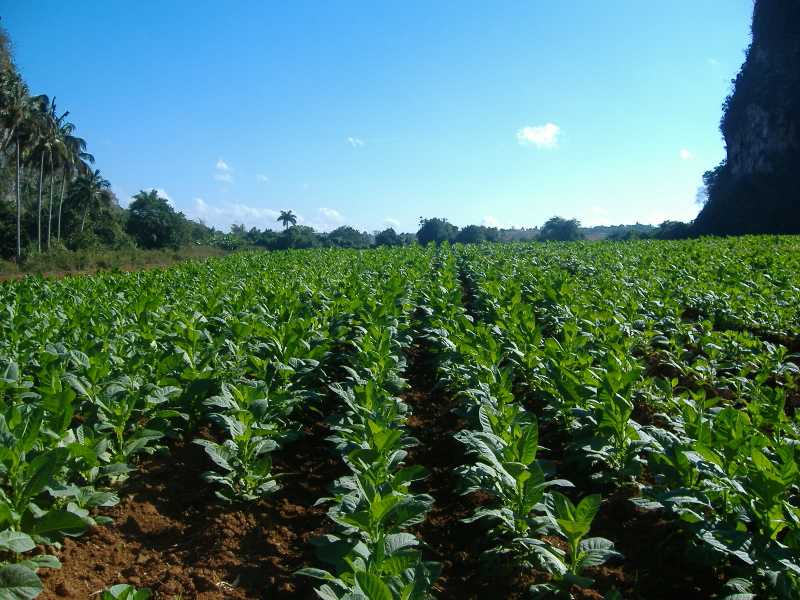 Excursión por el Valle de Viñales, campos de tabaco